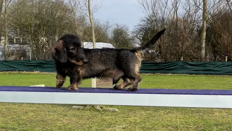 DoggyVIP Field & Park and Raw Dog Food Shop