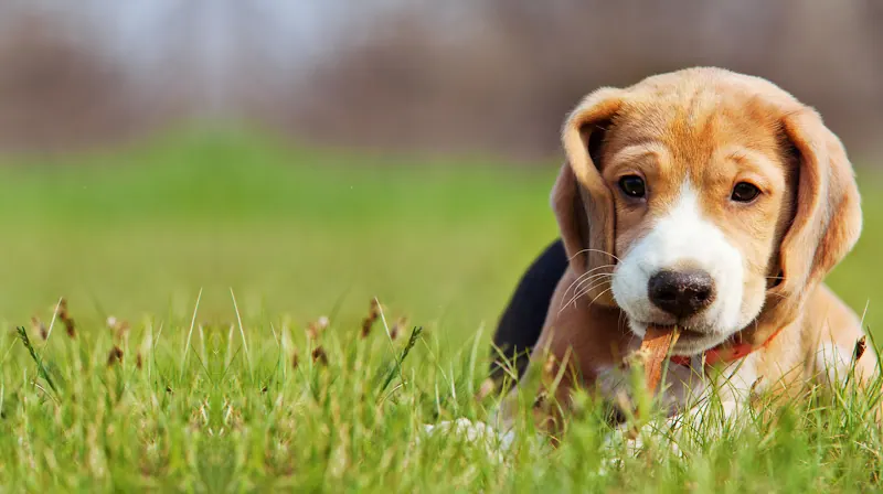 Lord Sefton Dog Boarding Kennels a Hire dog WALKING FIELD Pet taxi