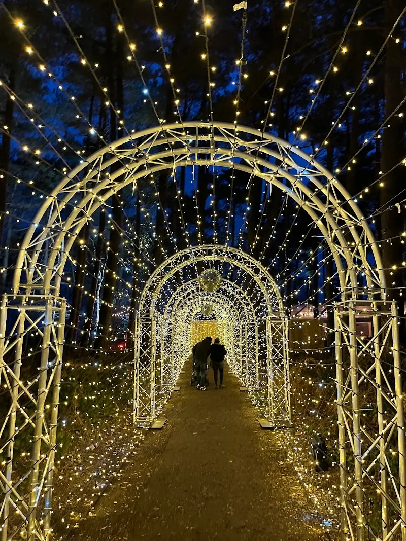 Santa's Secret Forest